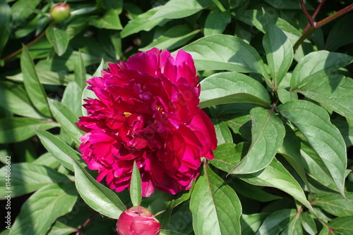 Ruby red flower of common peony in May photo