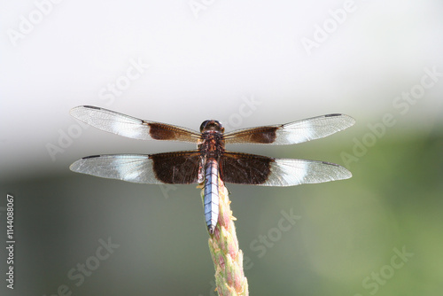 Wallpaper Mural Dragonfly close up in a hot summer day in Indianapolis, IN, USA Torontodigital.ca