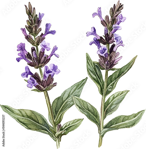 Watercolor salvia botanical drawing on white background. Vector illustration.