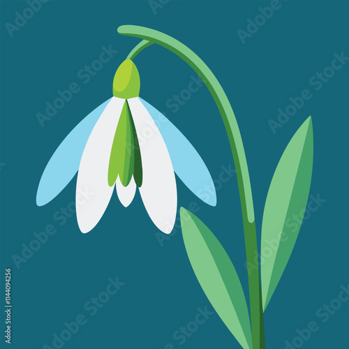Snowdrop flower illustration 