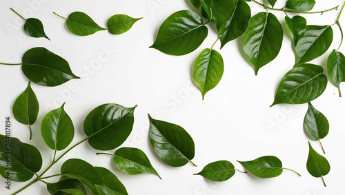 Green leaves bordering white background creating negative space