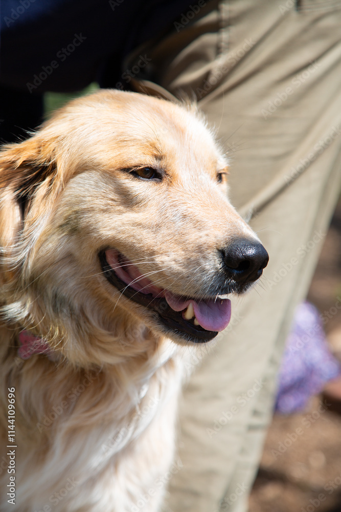 Closeup of a dog s adorable face with its tongue out playfully Closeup of a dog s adorable face with its tongue out playfully