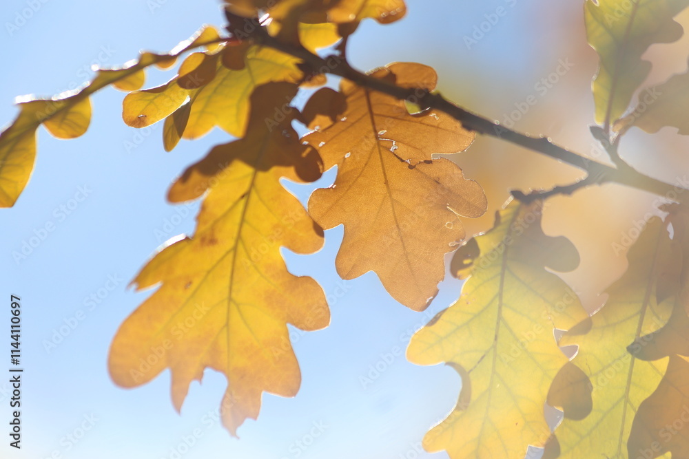 Fototapeta premium oak branch with yellow and brown leaves