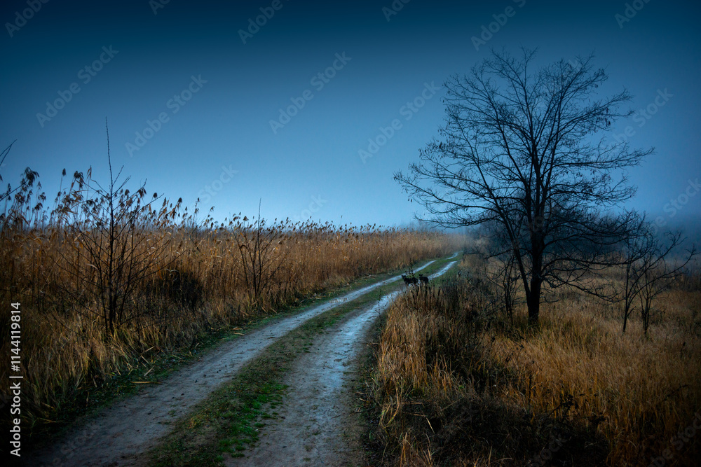 Fototapeta premium Landscape photo with dogs on the road , blue sky , morning in the forest , woodlands with a misty weather 