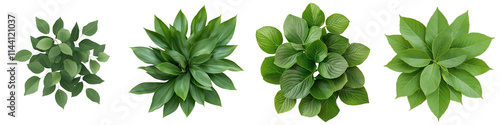 Four Distinct Types of Green Foliage Leaves Arranged in a Decorative Layout for Natural Aesthetic Backgrounds