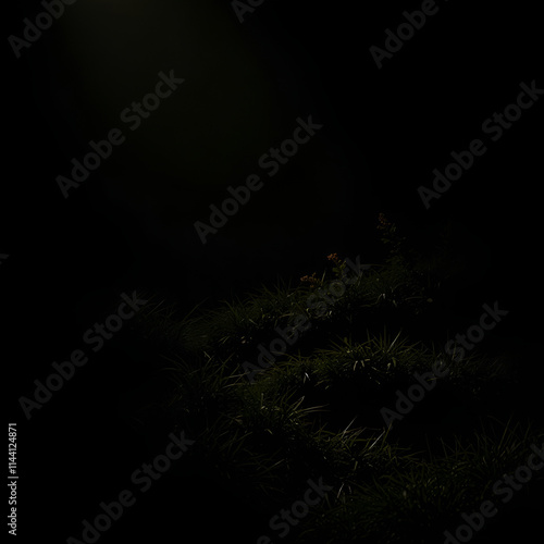 A high-contrast nature scene with low-key lighting and smooth gradient transitions, creating a dramatic effect with deep shadows.jpg