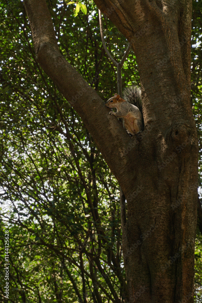 Fototapeta premium A photo of a Tree Squirrel.