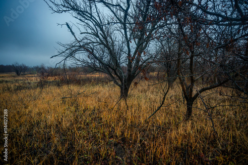 Mystery and beautiful forest after the rain, misty and foggy weather in the woodlands,trees and the road to deep and dark woods , big trees , field near the big and beutiful trees, rainy mood ,travel