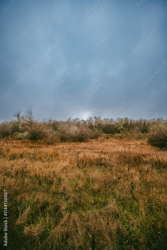 Mystery and beautiful forest after the rain, misty and foggy weather in the woodlands,trees and the road to deep and dark woods , big trees , field near the big and beutiful trees, rainy mood ,travel Mystery and beautiful forest after the rain, misty and foggy weather in the woodlands,trees and the road to deep and dark woods , big trees , field near the big and beutiful trees, rainy mood ,travel