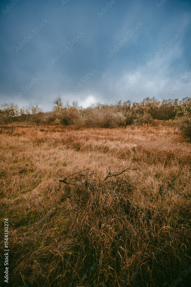 A little dryed river in the forest at morning time,clouds in the sky, misty and foggy weather.Forest after a rain.Orange grass and reed.Blue and grey sky, mystery field A little dryed river in the forest at morning time,clouds in the sky, misty and foggy weather.Forest after a rain.Orange grass and reed.Blue and grey sky, mystery field