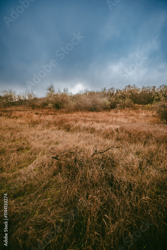 A little dryed river in the forest at morning time,clouds in the sky, misty and foggy weather.Forest after a rain.Orange grass and reed.Blue and grey sky, mystery field 