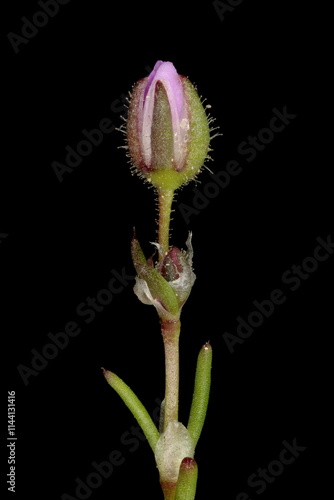 Red Sandspurry (Spergularia rubra). Floral Bud Closeup photo