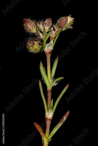 Red Sandspurry (Spergularia rubra). Budding Shoot photo