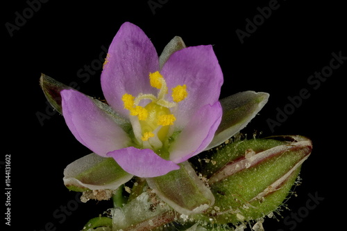 Red Sandspurry (Spergularia rubra). Flower Closeup photo