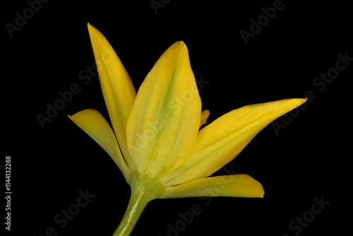 Foto Yellow Garlic (Allium moly). Flower Closeup