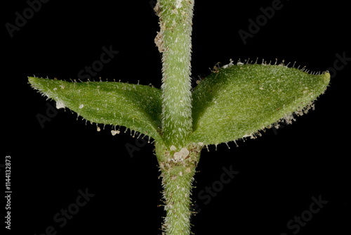 Thyme-Leaf Sandwort (Arenaria serpyllifolia). Opposite Leaves Closeup photo