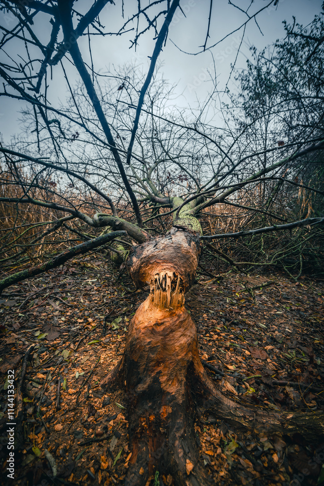 Fototapeta premium Mystery woodlands at the morning , rain in the forest,grass and leaves on the grond , fallen trees , blue and grey sky , stormy and misty weather 
