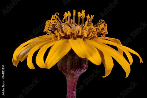 Summer Ragwort (Ligularia dentata). Flowering Capitulum Closeup photo