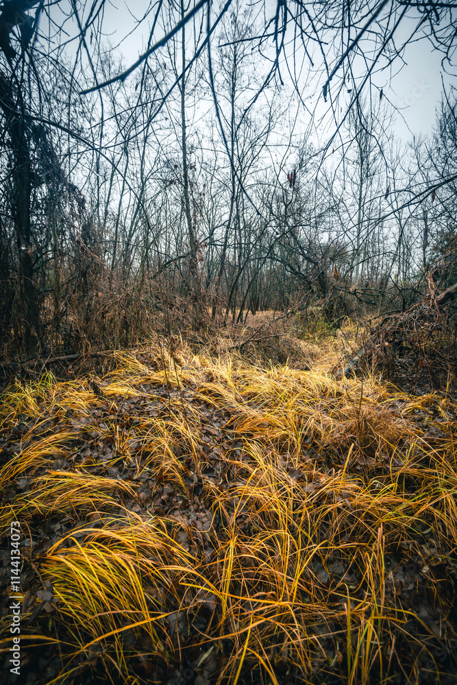 Fototapeta premium Mystery woodlands at the morning , rain in the forest,grass and leaves on the grond , fallen trees , blue and grey sky , stormy and misty weather 