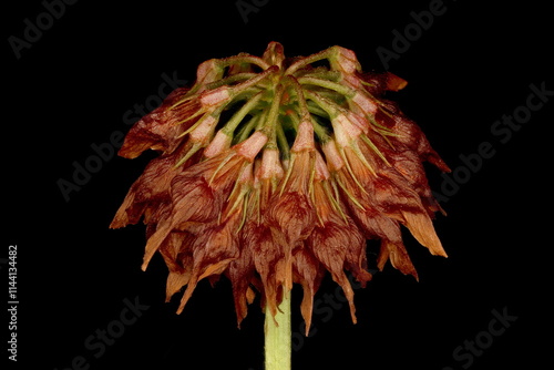 Alsike Clover (Trifolium hybridum). Fruiting Inflorescence Closeup photo