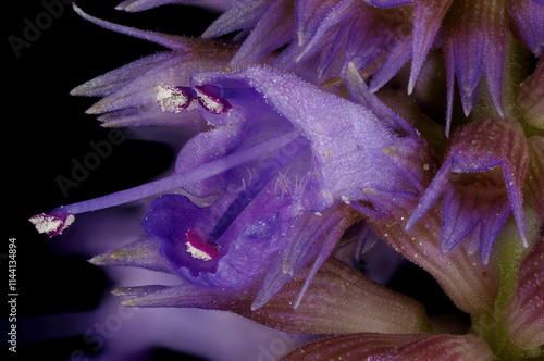 Wrinkled Giant Hyssop (Agastache rugosa). Flower Closeup photo