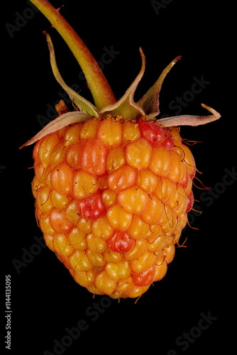 Raspberry (Rubus idaeus). Immature Fruit Closeup photo