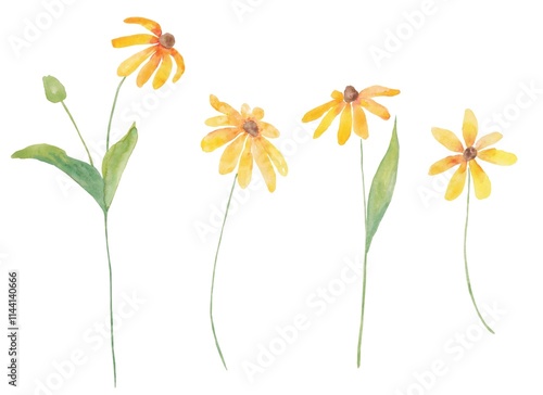 Yellow black-eyed Susan Daisy on a watercolor decoration on a white background