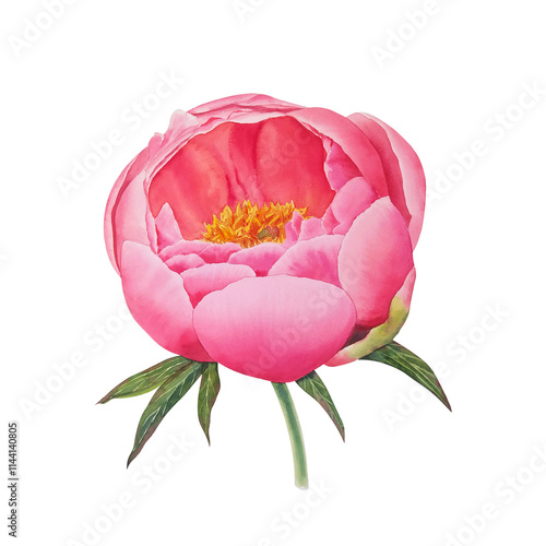 Watercolor realistic botanical illustration of pink peony flower. Gentle garden flower with elegant petals. For luxury flowers designs and prints