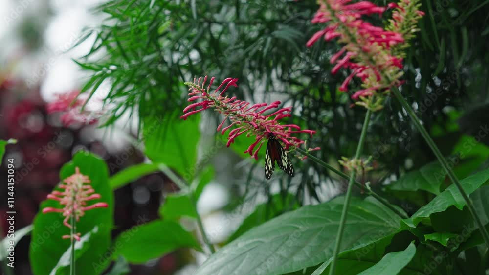 Beautiful butterfly collecting nectar from Odontonema Plant in a lush butterfly conservatory Beautiful butterfly collecting nectar from Odontonema Plant in a lush butterfly conservatory