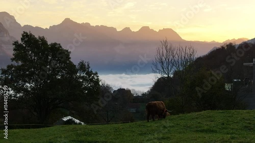 Highland cow grazing at sunrise with mountain backdrop in Walensee, Switzerland photo