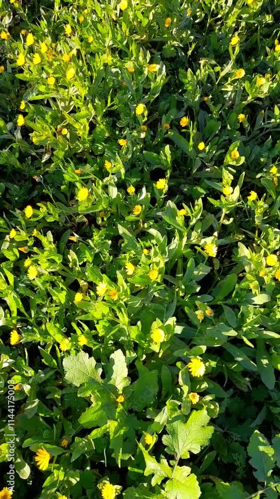 Winter daisy. Small yellow daises in the ground Winter daisy. Small yellow daises in the ground