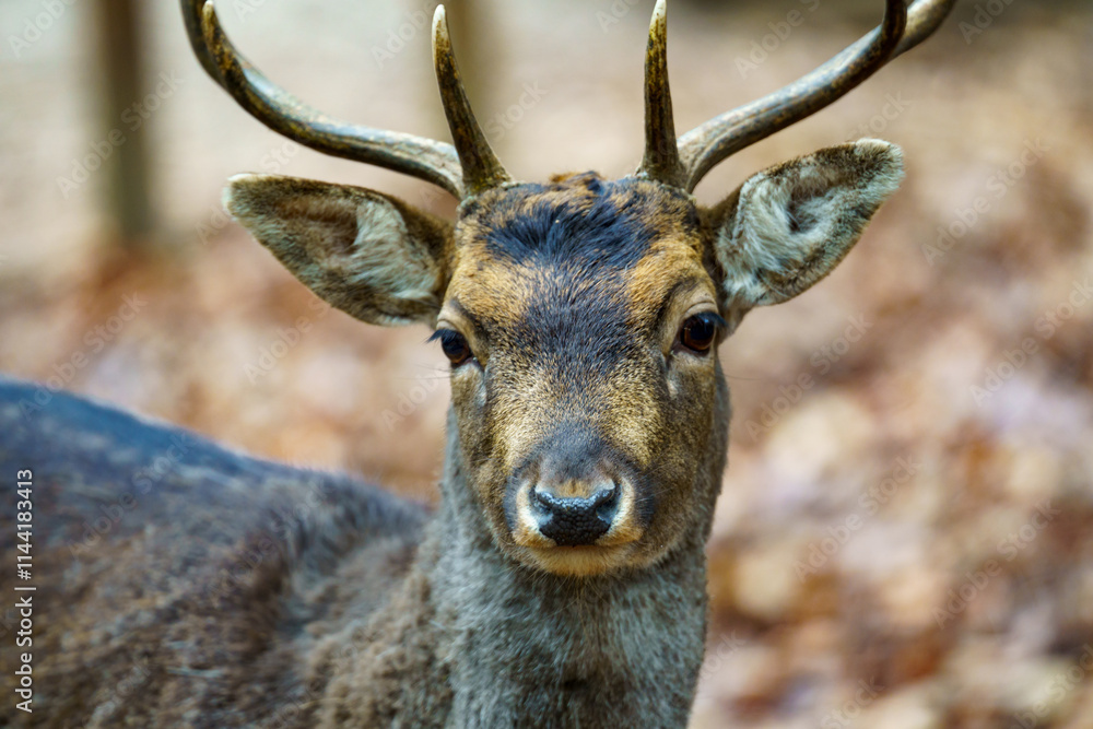 Portrait of a brown roe deer (Capreolus capreolus) with horns. Blurred background with dry leaves on the ground, autumn day in a wildlife park Portrait of a brown roe deer (Capreolus capreolus) with horns. Blurred background with dry leaves on the ground, autumn day in a wildlife park