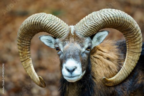 Portrait of an European mouflon with mighty horns. It is a feral subspecies of the primitive domestic sheep photo