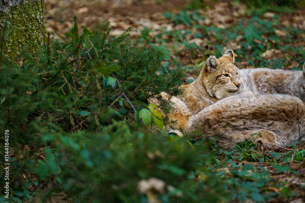 Obraz premium Head of a lynx cub rises from a sleeping group of cubs. Forest landscape
