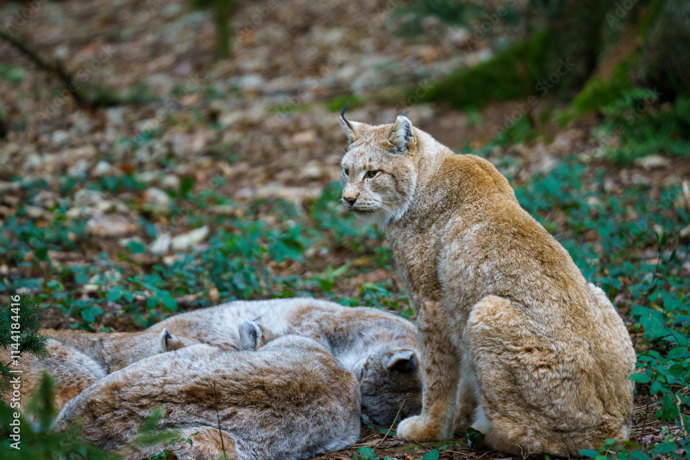 A female lynx sits next to her sleeping cubs. Forest landscape in the background A female lynx sits next to her sleeping cubs. Forest landscape in the background