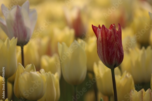 tulips, tulips and garden, flora, white, red, orange #1144186896