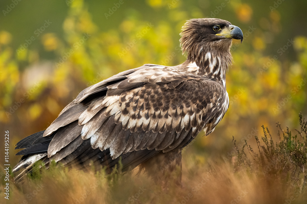 Fototapeta premium Eagle in a bog with autumn colors