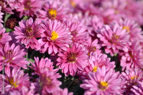 Flowers pink background
