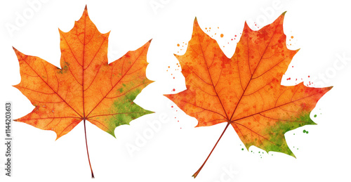 A maple leaf with splashes of orange, red, and green blending seamlessly, giving it a painted artistic look on a white backdrop