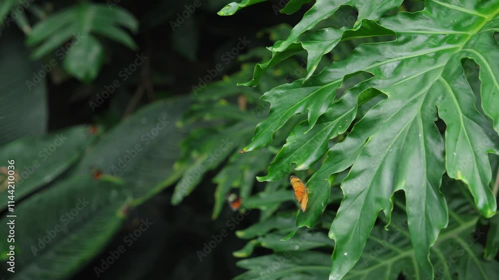 Julia butterfly fluttering near the greenery in a lush butterfly conservatory Julia butterfly fluttering near the greenery in a lush butterfly conservatory