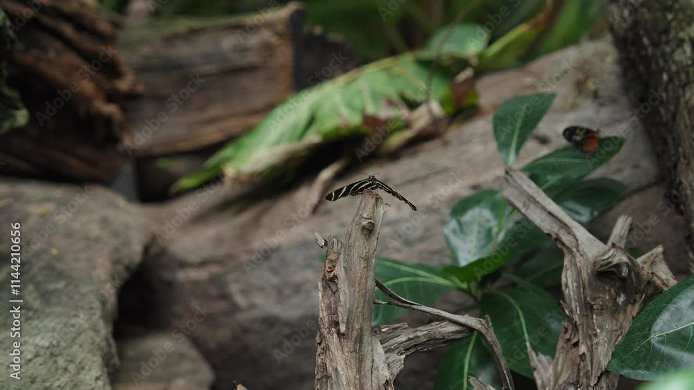 butterflies resting on the leaves and broken tree stumps in a butterfly conservatory on a windy day butterflies resting on the leaves and broken tree stumps in a butterfly conservatory on a windy day