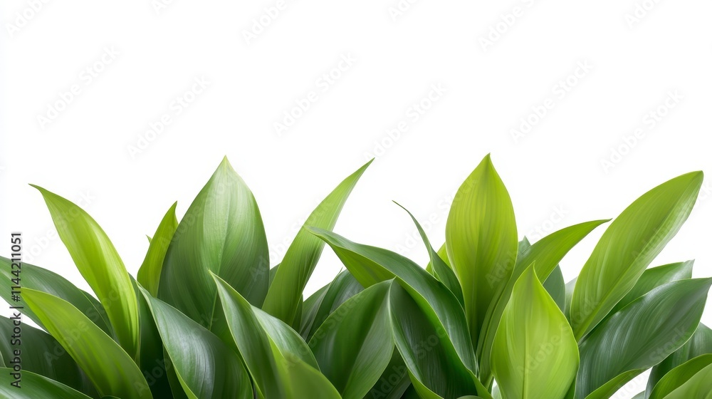 Obraz premium Lush green leaves with a vibrant appearance, showcasing the beauty of nature in a fresh and serene setting.