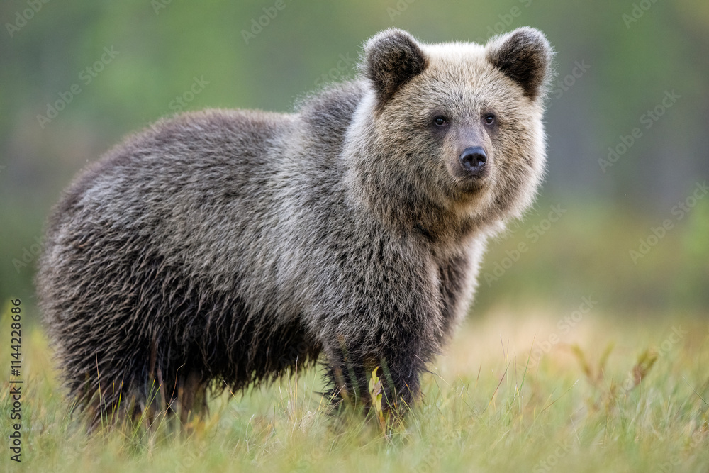 Fototapeta premium Brown bear cub in the autumn scenery