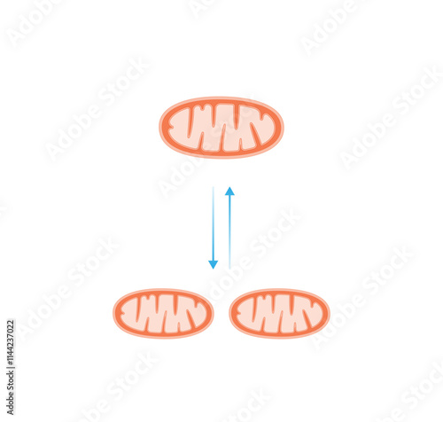 Mitochondrial fission, mitochondrion divides into two mitochondria. Mitochondrial fusion, merging of the outer and the inner mitochondrial membranes. Scientific vector illustration