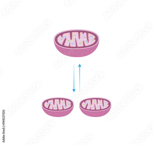 Mitochondrial fission, mitochondrion divides into two mitochondria. Mitochondrial fusion, merging of the outer and the inner mitochondrial membranes. Scientific vector illustration