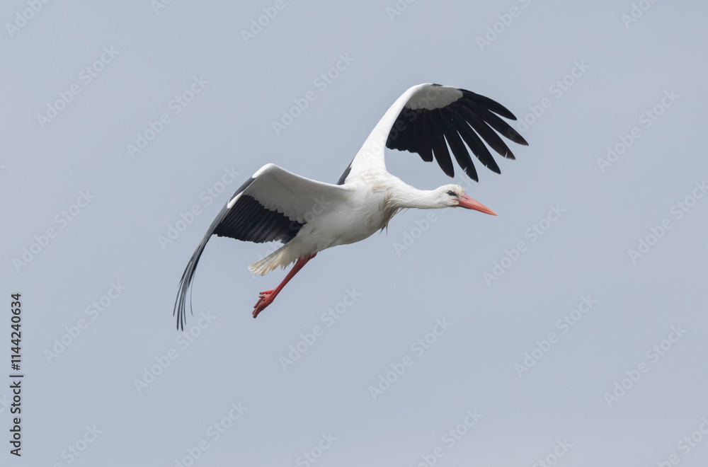 white stork Ciconia Ciconia in a swamp in Camargue, Southern France white stork Ciconia Ciconia in a swamp in Camargue, Southern France