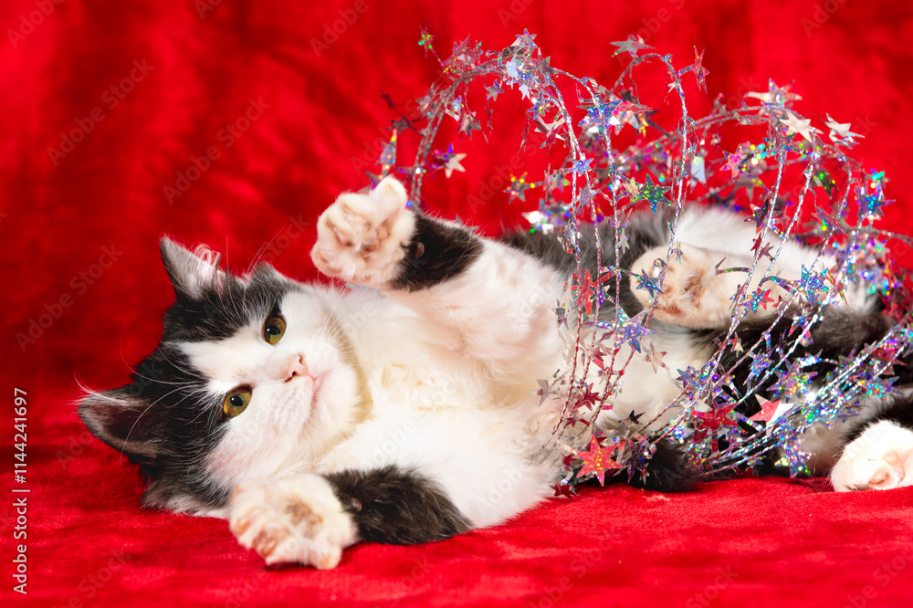 Funny black-and-white little kitten wrapped in Christmas garland lies on its back on a soft red blanket