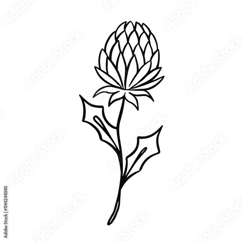 black and white line clover flower hand drawn illustration vector