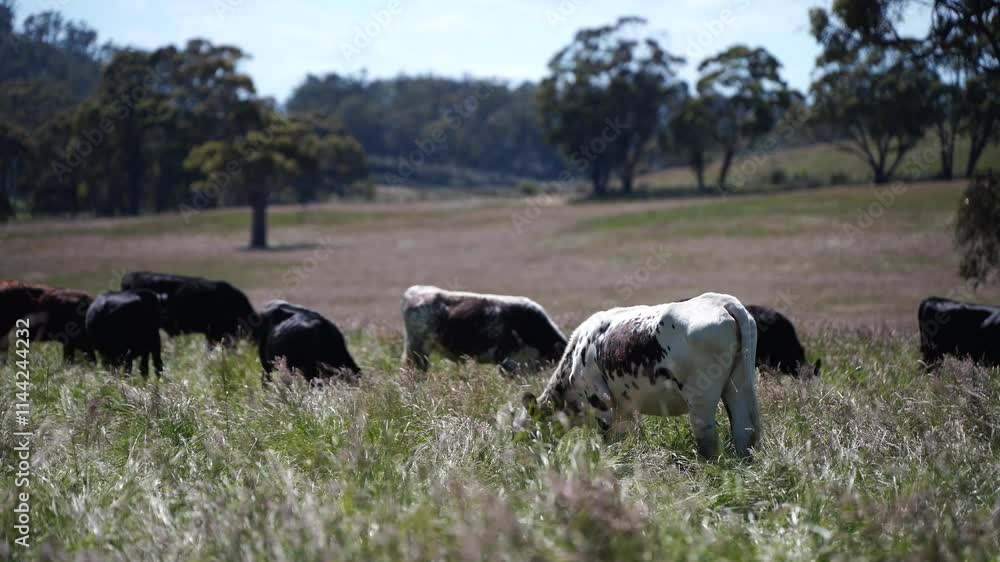 sustainable livestock farming with a cattle herd. Herd of cows grazing on lush regenerative pasture on a farm in Australia sustainable livestock farming with a cattle herd. Herd of cows grazing on lush regenerative pasture on a farm in Australia