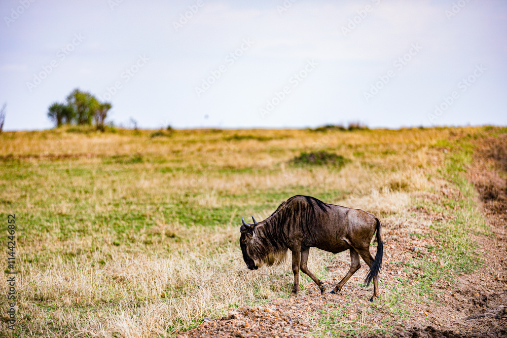 Fototapeta premium wild horse in the field